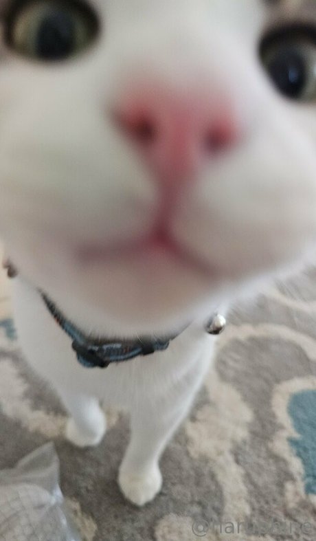 hanging tits onlyfans nudes images