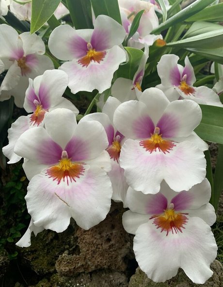 margotdeveraux model hd pics