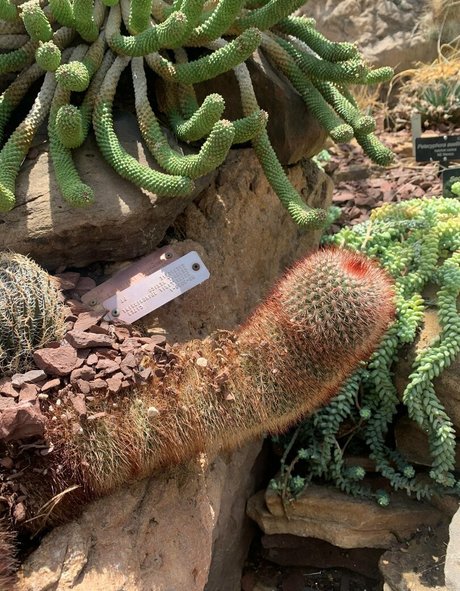 margotdeveraux pornstar art image