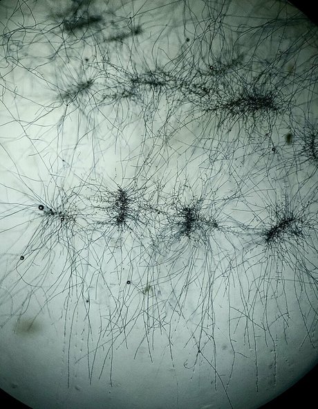 freesexypsychedelic perfect actress galleries