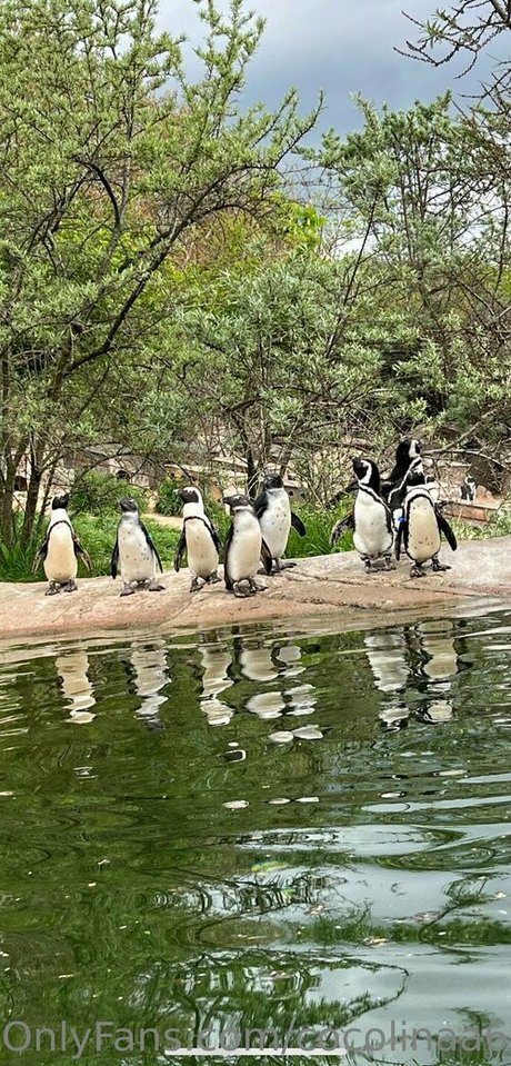 cocolinaa69 pornstar nudes archive