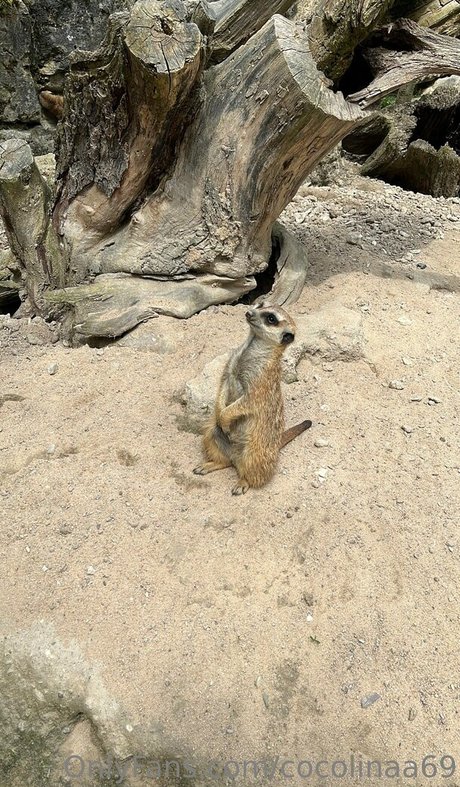 cocolinaa69 beautiful actress img