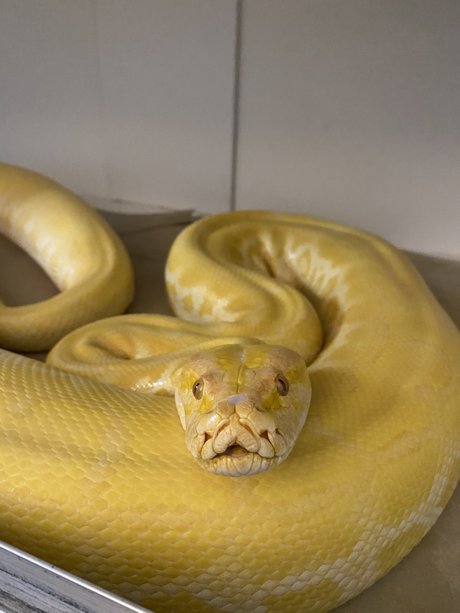 Cheddar The Python pornstar nude pic