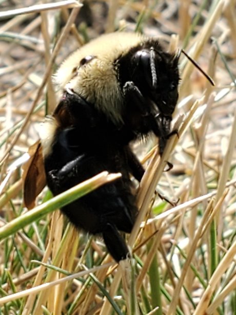 Afluffybunny99 star hd photos