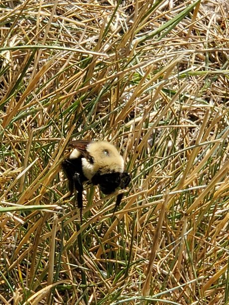 Afluffybunny99 free model gallery