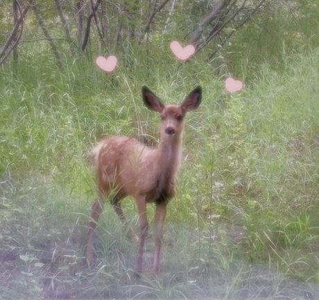 Fawn NO PPV nude actress archive