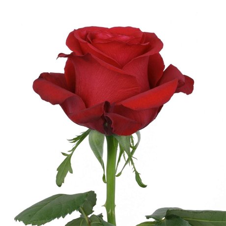 ally rose model naked images