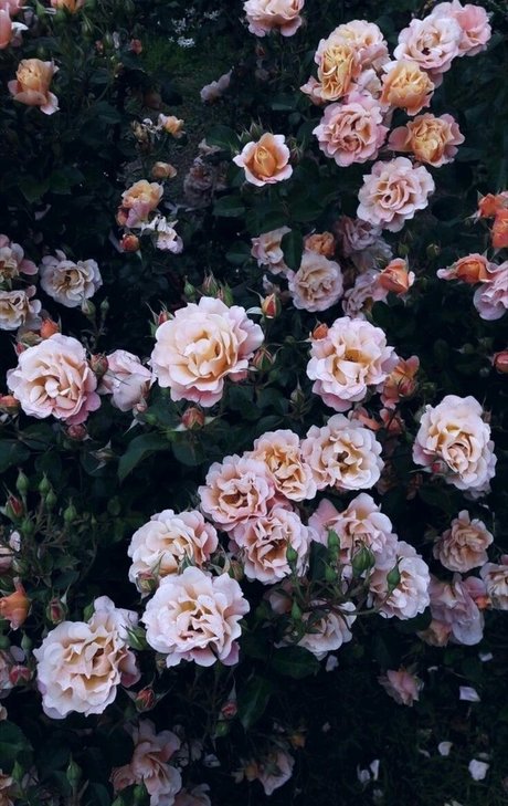 Agus Ortega_ hd model galleries