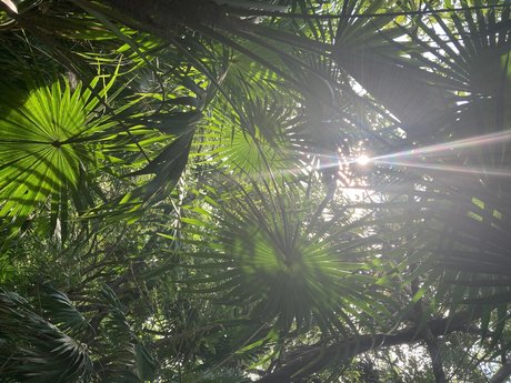 Ocher X nice pornstar image