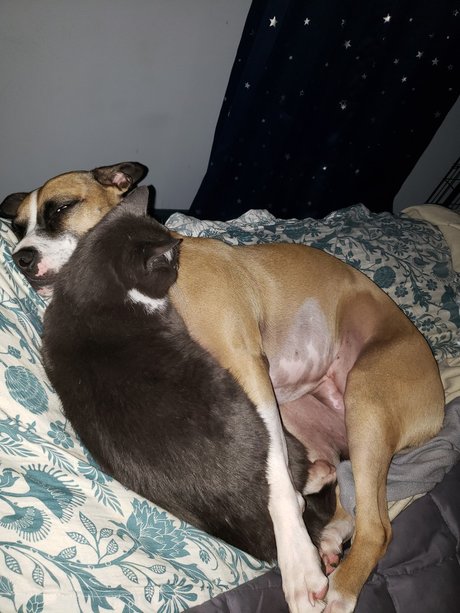 onlytabs pornstar xxx archive