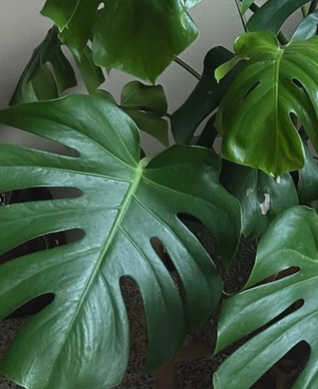 josephine ralyn model pornographic pic