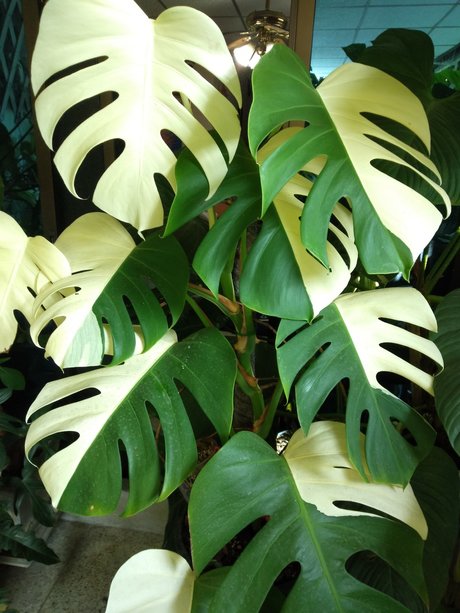 OnlyGearVIP sexy actress image