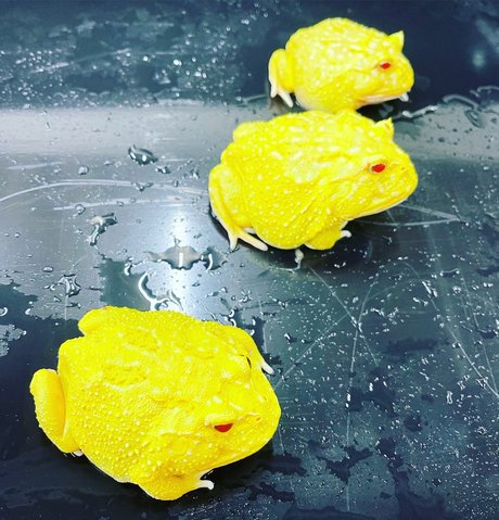 Onlyfrogs pornstar erotic photo