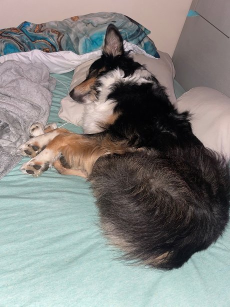 OnlyPaws beautiful model archive