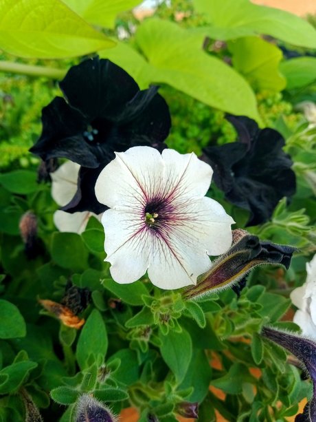 Aceofrose model perfect images