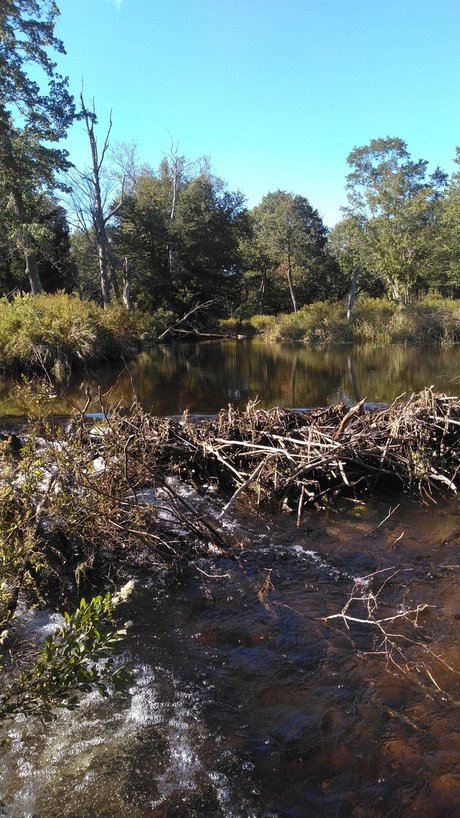 Orgasmsnoaktrees star sexy pics