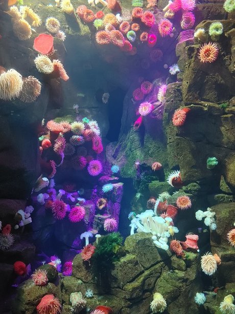 Opal Siren nice model archive