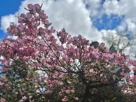 OnyxSuicide star high quality galleries