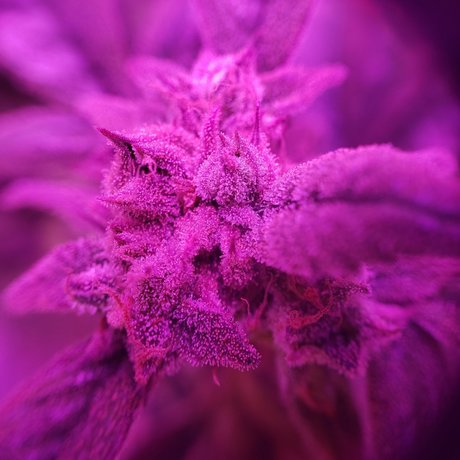 Alana Blaze_ model sexy pictures