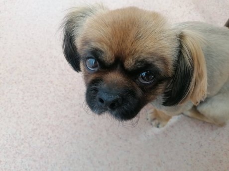 Sugar Addict best star photo