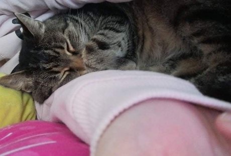 Sugar Addict pretty pornstar galleries