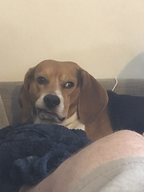 361 daddy model sex images