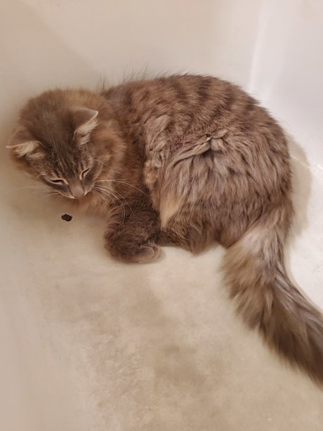 Kitty Blue porn model pic