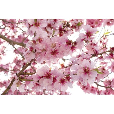 pink mochi erotic pornstar photo