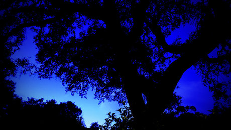 PleasantAme actress pic