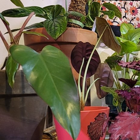 PlantsandNudes star xxx pictures