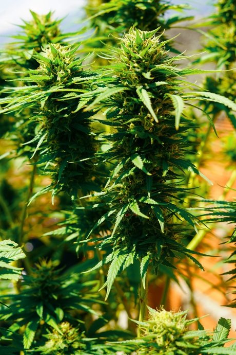 Dany Happy star nude img