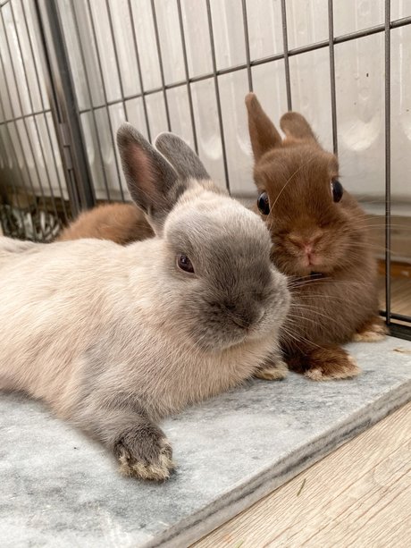 Ponzu amp amp Mocha model xxx image