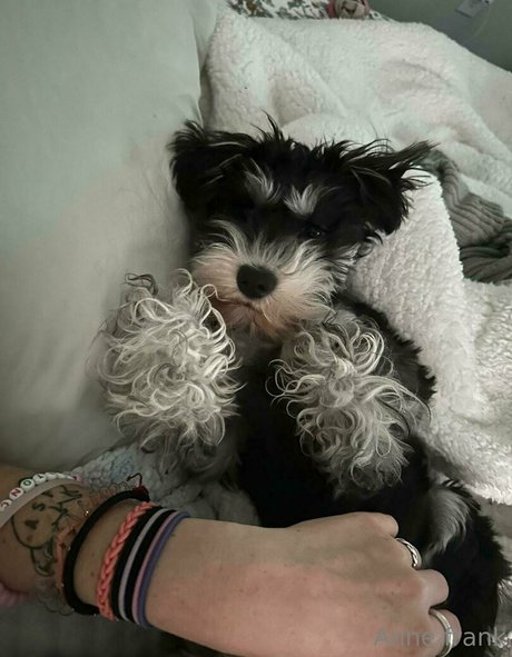 lil ann3frank pornstar erotic picture