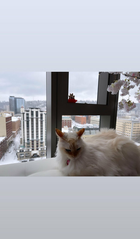 undersiegexo star hd images