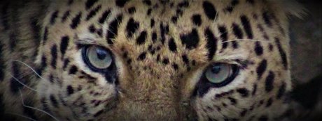 _Pumpkin Cream_ star art img