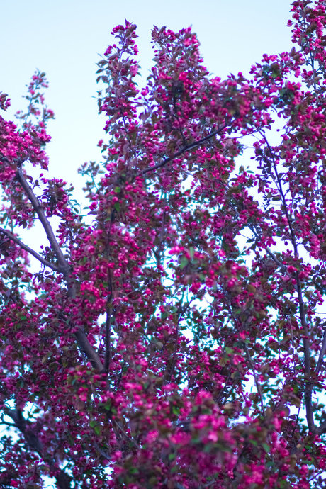 Puma Luna free pornstar picture