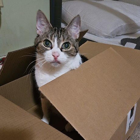 Staci_ star nude pics