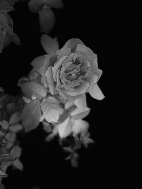 Pup Thor erotic pornstar pic