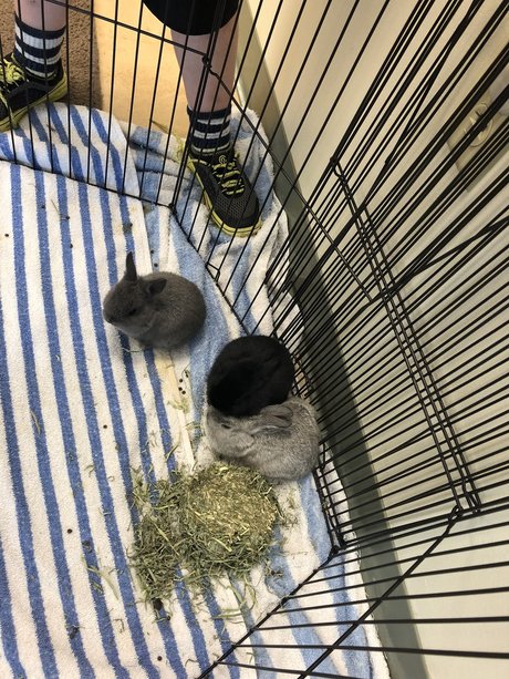 Caleb Brady model adult pic