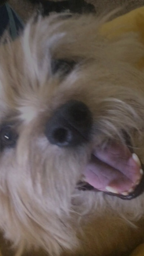 Caleb Brady adult model img