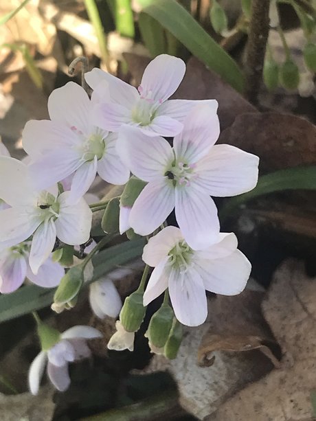 Renn nude star picture