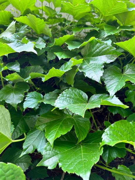 Badru 2 0 pornstar sex img