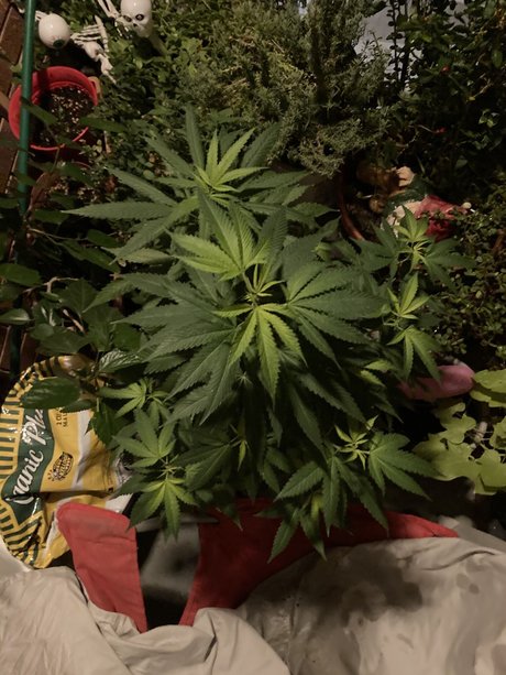 DonnieDepth perfect pornstar archive