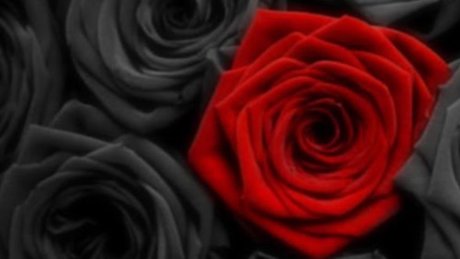 Dannie Rose nudes model pic