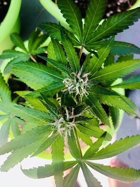 Kay Mella top actress galleries