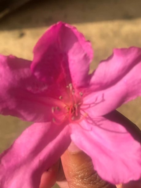 Milkkkkkmarie_ pornstar pretty image