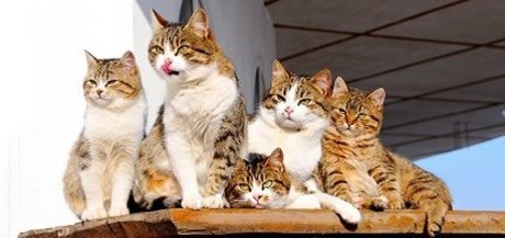 FAT CAT_ model nudes galleries