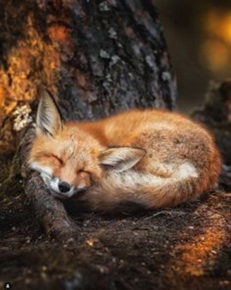 Raposinha_ top pornstar img