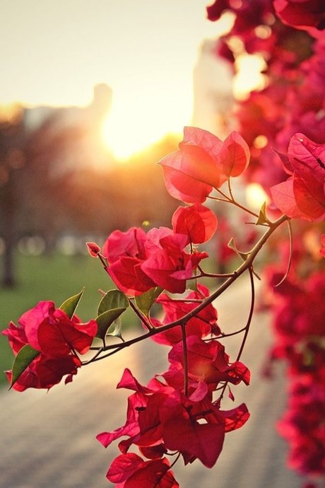 Red Enchantress model high quality image