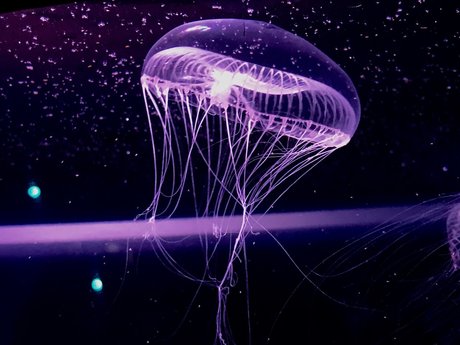 RopeBunni hd star archive